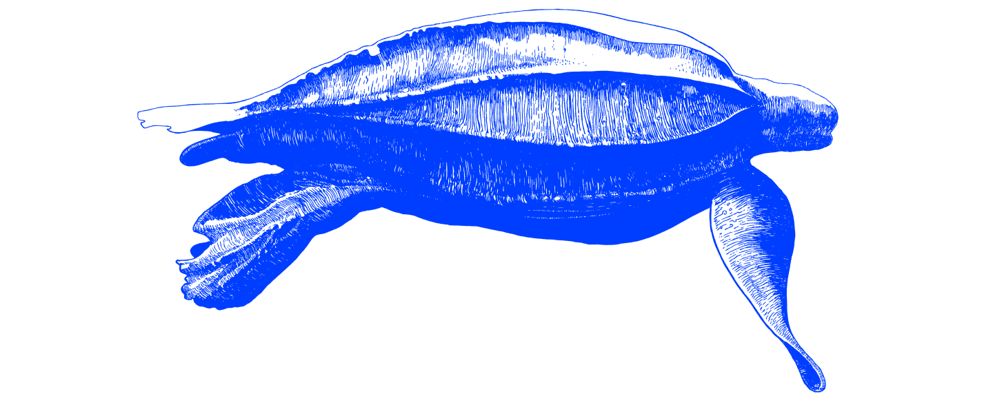 leatherback turtole