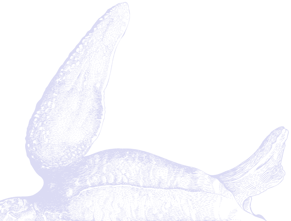 leatherback turtule